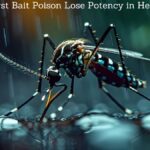 does first bait poison lose potency in heat